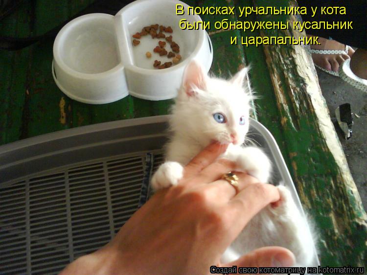В поисках урчальника у кота были обнаружены кусальник и царапальник.... Котоматрица: В поисках урчальника у кота были обнаружены кусальник и царапальник.