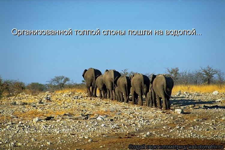 Организованной толпой слоны пошли на водопой...... Котоматрица: Организованной толпой слоны пошли на водопой...