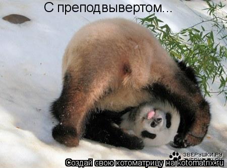 Котоматрица: С преподвывертом...