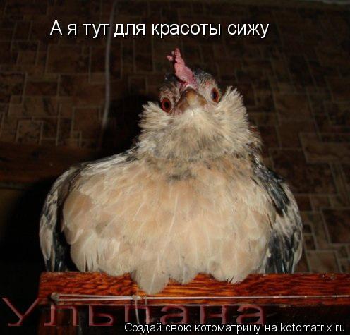 А я тут для красоты сижу... Котоматрица: А я тут для красоты сижу