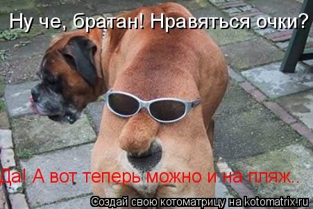 Ну че, братан! Нравяться очки? Да! А вот теперь можно и на пляж..... Котоматрица: Ну че, братан! Нравяться очки? Да! А вот теперь можно и на пляж..