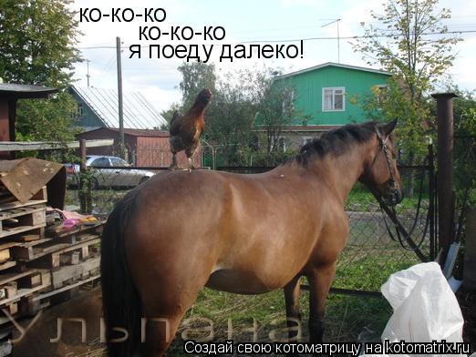 ко-ко-ко ко-ко-ко я поеду далеко!... Котоматрица: ко-ко-ко ко-ко-ко я поеду далеко!