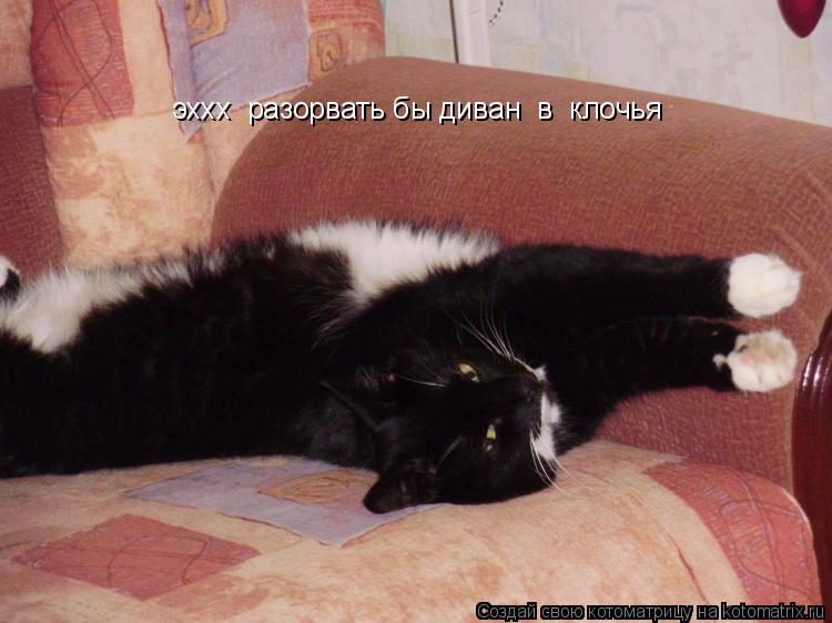 Котоматрица: эххх  разорвать бы диван  в  клочья
