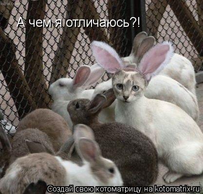 А чем я отличаюсь?!... Котоматрица: А чем я отличаюсь?!
