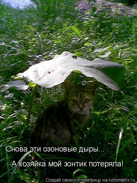 Снова эти озоновые дыры... А хозяйка мой зонтик потеряла!... Котоматрица: Снова эти озоновые дыры... А хозяйка мой зонтик потеряла!