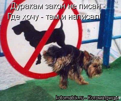 Дуракам закон не писан - Где хочу - там и написал!... Котоматрица: Дуракам закон не писан - Где хочу - там и написал!
