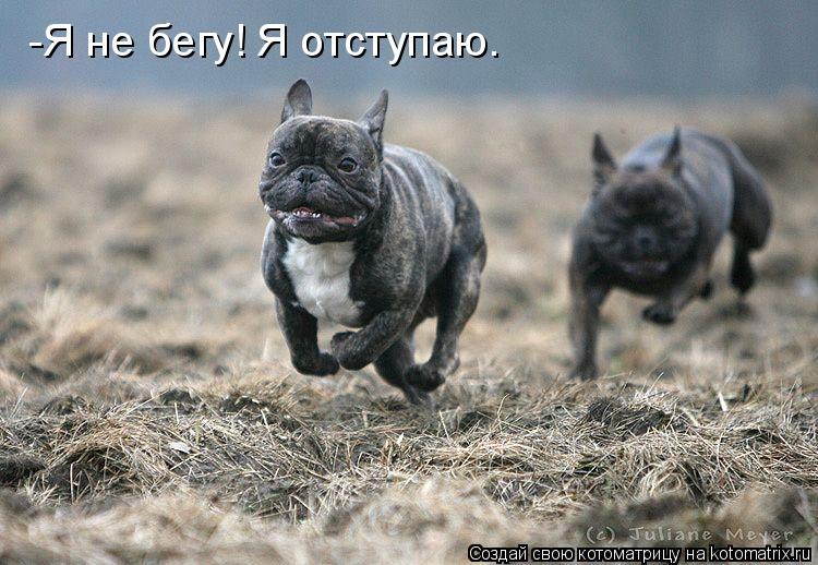 -Я не бегу! Я отступаю.... Котоматрица: -Я не бегу! Я отступаю.