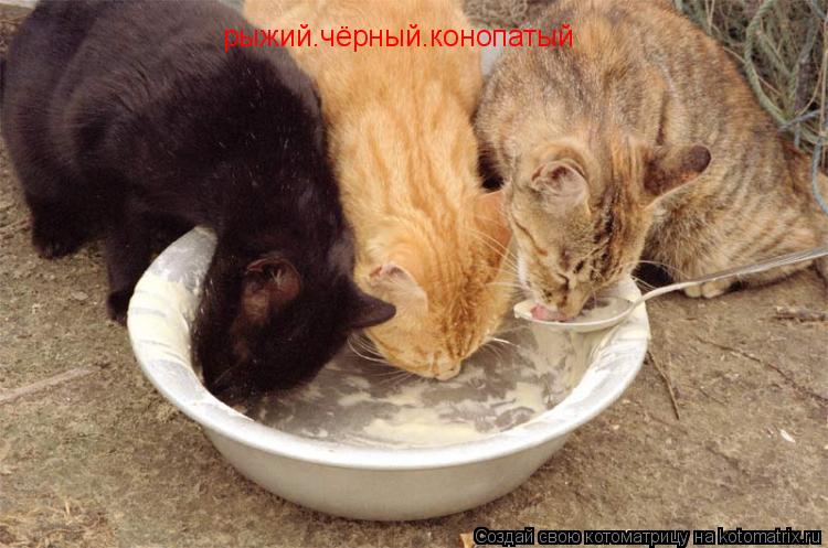 рыжий.чёрный.конопатый... Котоматрица: рыжий.чёрный.конопатый
