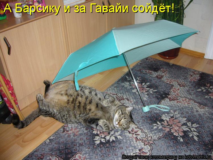 Котоматрица: А Барсику и за Гавайи сойдёт!