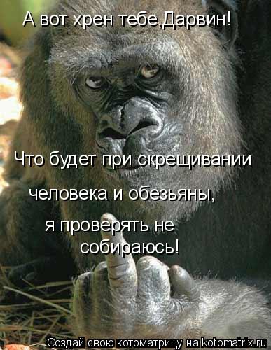 А вот хрен тебе,Дарвин! Что будет при скрещивании человека и обезьяны,... Котоматрица: А вот хрен тебе,Дарвин! Что будет при скрещивании человека и обезьяны,я проверять не собираюсь! человека и обезьяны, я