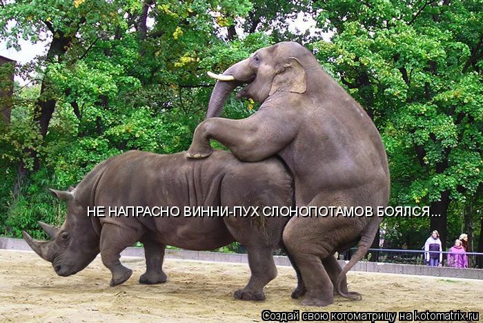 Котоматрица: НЕ НАПРАСНО ВИННИ-ПУХ СЛОНОПОТАМОВ БОЯЛСЯ...