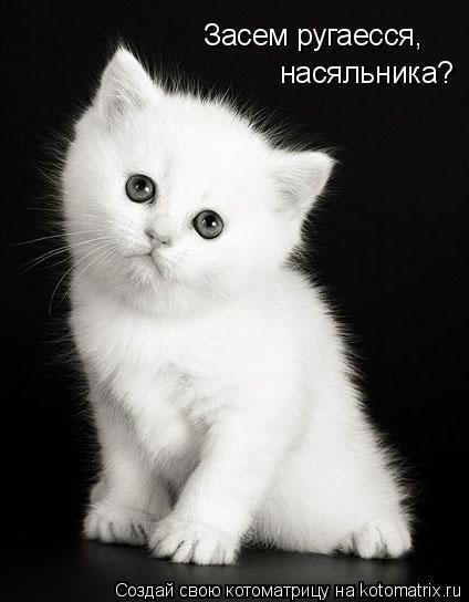 Засем ругаесся, насяльника?... Котоматрица: Засем ругаесся, насяльника?