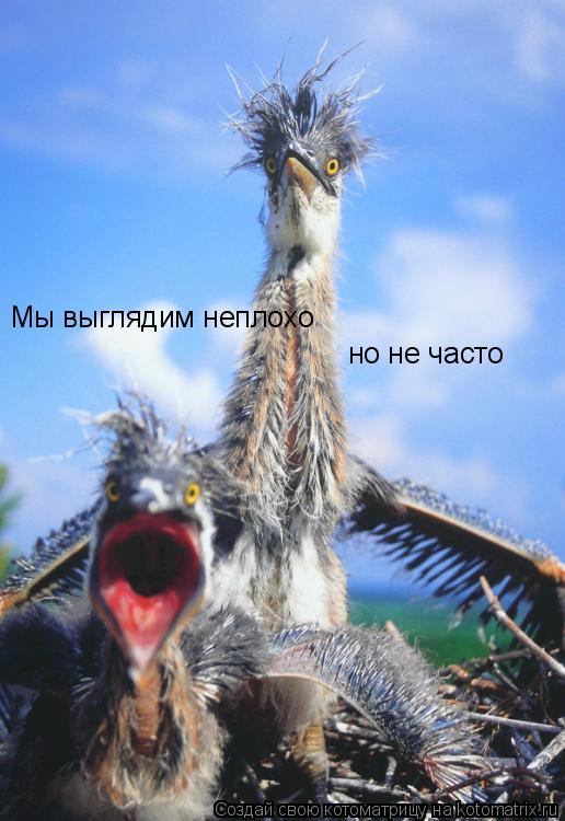 Мы выглядим неплохо но не часто... Котоматрица: Мы выглядим неплохо но не часто