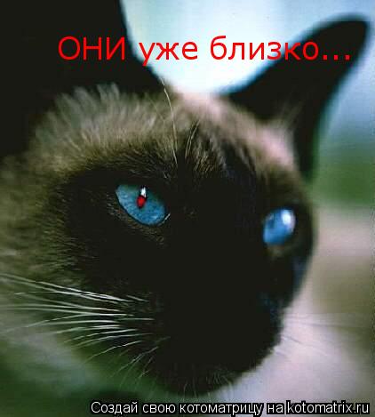 ОНИ уже близко...... Котоматрица: ОНИ уже близко...