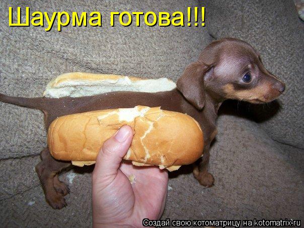 Котоматрица: Шаурма готова!!!