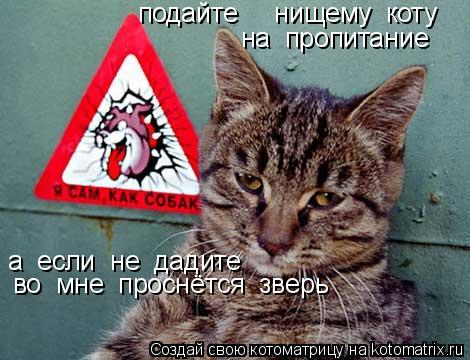 подайте нищему коту на пропитание а если не дадите во мне проснётся зверь... Котоматрица: подайте нищему коту на пропитание а если не дадите во мне проснётся зверь