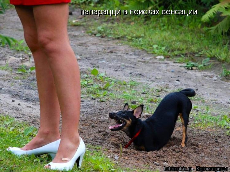папарацци в поисках сенсации... Котоматрица: папарацци в поисках сенсации