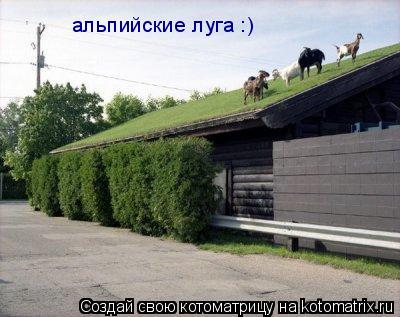 альпийские луга :)... Котоматрица: альпийские луга :)