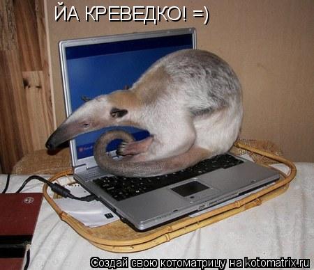 Котоматрица: ЙА КРЕВЕДКО! =)