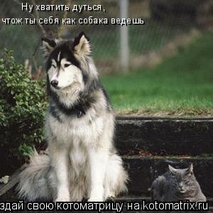 Котоматрица: Ну хватить дуться,  чтож ты себя как собака ведешь