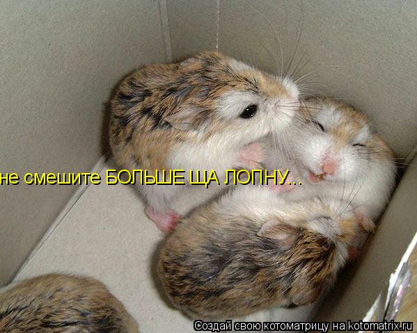 не смешите БОЛЬШЕ ЩА ЛОПНУ...... Котоматрица: не смешите БОЛЬШЕ ЩА ЛОПНУ...