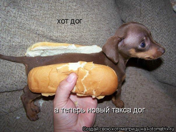 Котоматрица: хот дог  а теперь новый такса дог