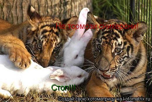 Стоп!!! Не тормози сникерсни!... Котоматрица: Стоп!!! Не тормози сникерсни!