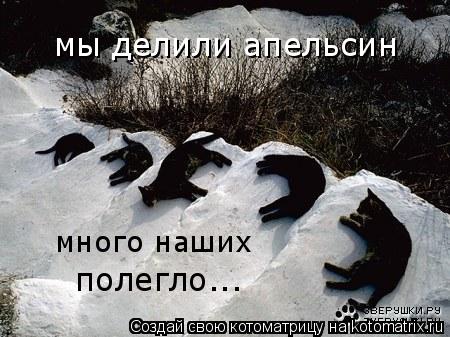 мы делили апельсин много наших полегло...... Котоматрица: мы делили апельсин много наших полегло...