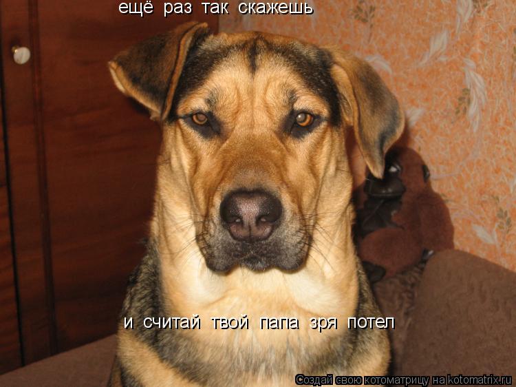ещё раз так скажешь и считай твой папа зря потел... Котоматрица: ещё раз так скажешь и считай твой папа зря потел