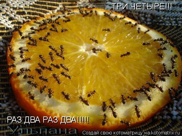 Котоматрица: РАЗ ДВА РАЗ ДВА!!!!! ТРИ ЧЕТЫРЕ!!!
