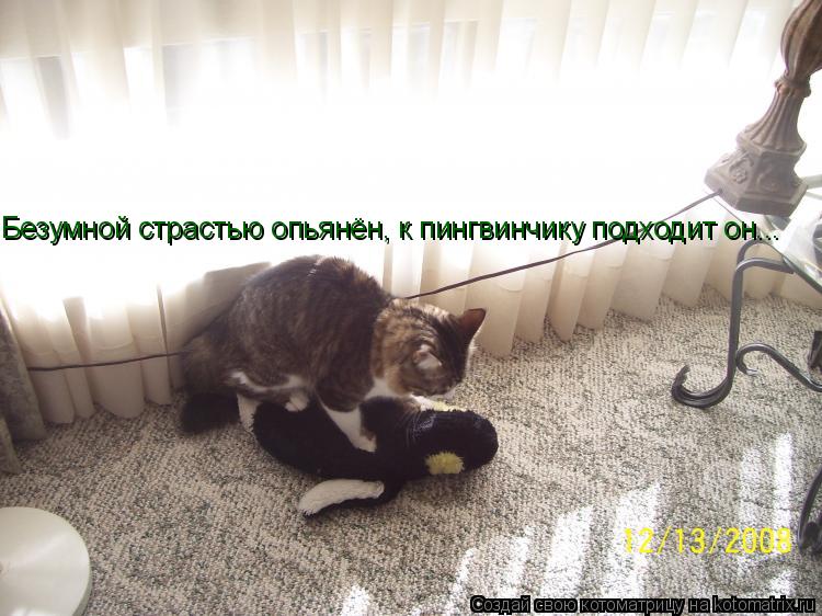 Безумной страстью опьянён, к пингвинчику подходит он...... Котоматрица: Безумной страстью опьянён, к пингвинчику подходит он...