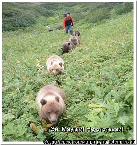 Эй, Маугли! Не отставай!... Котоматрица: Эй, Маугли! Не отставай!