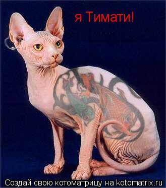 я Тимати!... Котоматрица: я Тимати!