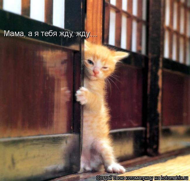 Котоматрица: Мама, а я тебя жду, жду....