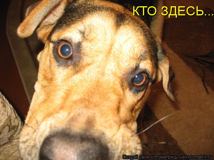 КТО ЗДЕСЬ....... Котоматрица: КТО ЗДЕСЬ....