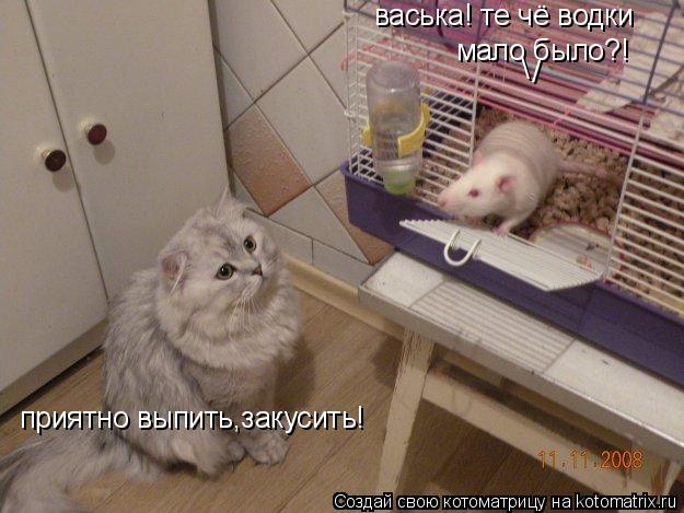 Котоматрица: васька! те чё водки мало было?! /  приятно выпить,закусить!