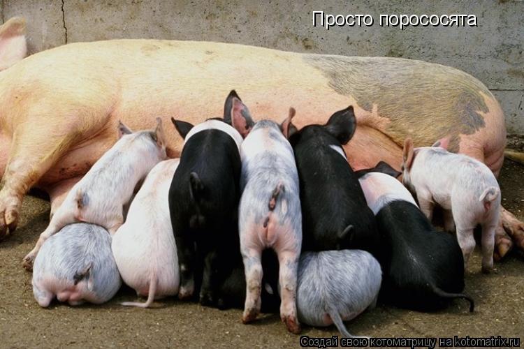 Просто порососята... Котоматрица: Просто порососята