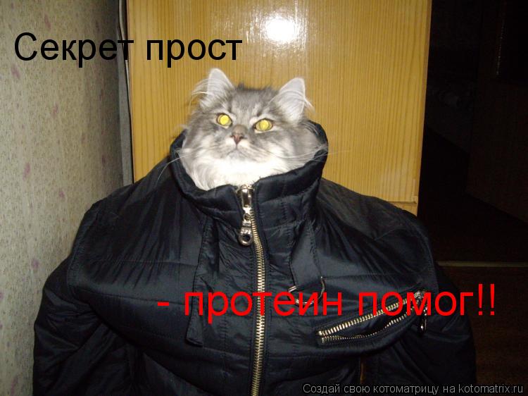 Котоматрица: Секрет прост - протеин помог!!