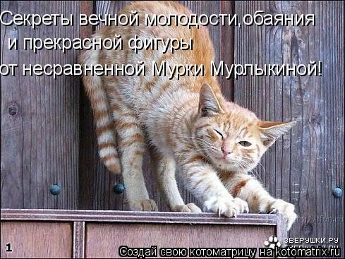 Секреты вечной молодости,обаяния и прекрасной фигуры от несравненной Мурки Мурлыкиной!... Котоматрица: Секреты вечной молодости,обаяния и прекрасной фигуры от несравненной Мурки Мурлыкиной!