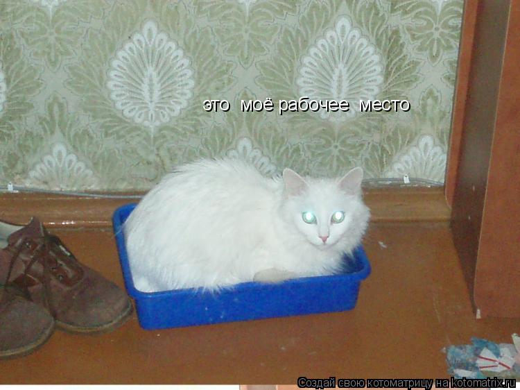 это моё рабочее место... Котоматрица: это моё рабочее место