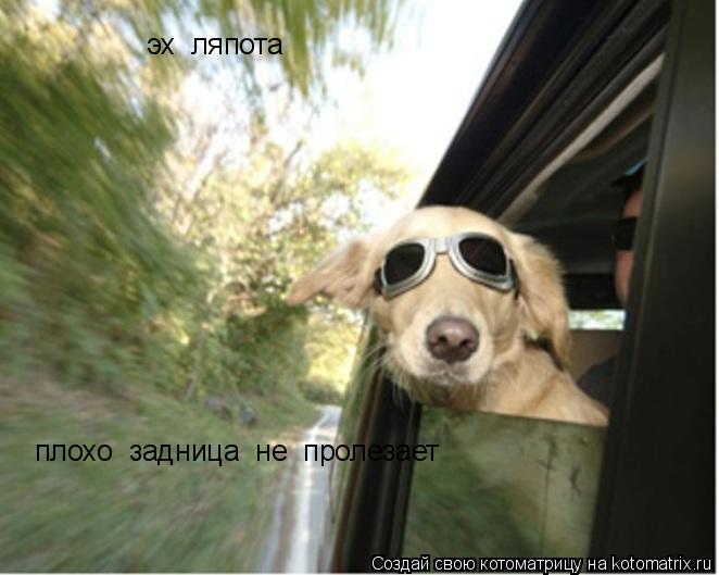 эх ляпота плохо задница не пролезает... Котоматрица: эх ляпота плохо задница не пролезает