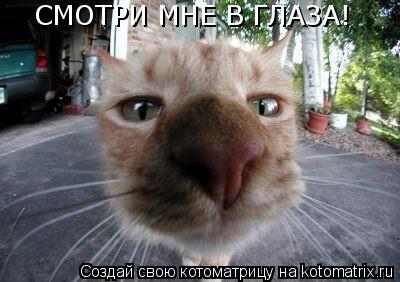 СМОТРИ МНЕ В ГЛАЗА!... Котоматрица: СМОТРИ МНЕ В ГЛАЗА!