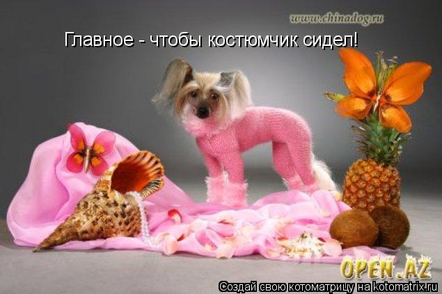 Главное - чтобы костюмчик сидел!... Котоматрица: Главное - чтобы костюмчик сидел!
