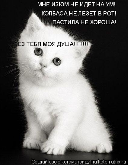 МНЕ ИЗЮМ НЕ ИДЕТ НА УМ! КОЛБАСА НЕ ЛЕЗЕТ В РОТ! ПАСТИЛА НЕ ХОРОША! БЕЗ ТЕБЯ МОЯ ДУША!!!!!!!!... Котоматрица: МНЕ ИЗЮМ НЕ ИДЕТ НА УМ! КОЛБАСА НЕ ЛЕЗЕТ В РОТ! ПАСТИЛА НЕ ХОРОША! БЕЗ ТЕБЯ МОЯ ДУША!!!!!!!!