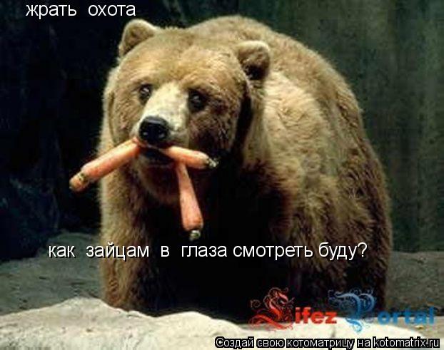 жрать охота как зайцам в глаза смотреть буду?... Котоматрица: жрать охота как зайцам в глаза смотреть буду?