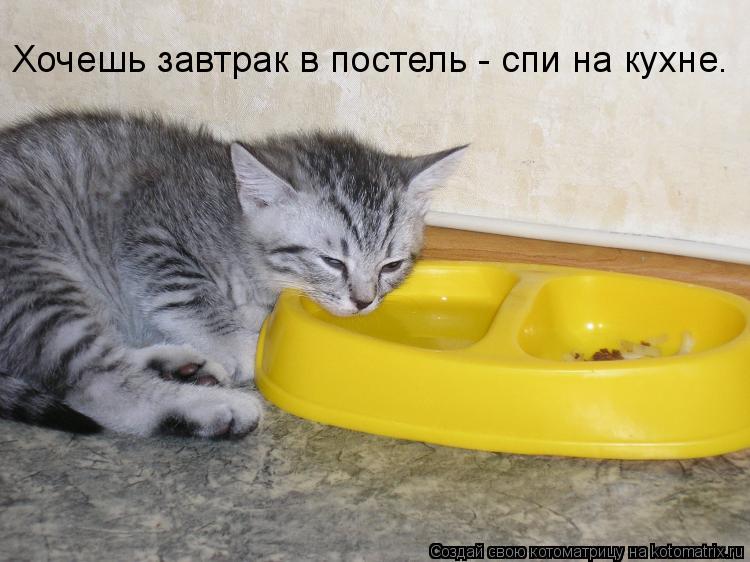 Хочешь завтрак в постель - спи на кухне.... Котоматрица: Хочешь завтрак в постель - спи на кухне.