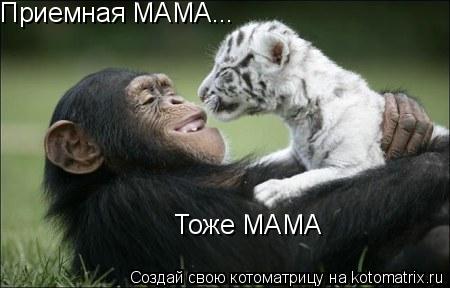Приемная МАМА... Тоже МАМА... Котоматрица: Приемная МАМА... Тоже МАМА