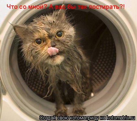 Что со мной? А вас бы так постирать?!... Котоматрица: Что со мной? А вас бы так постирать?!