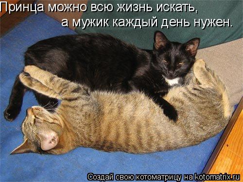 Котоматрица: Принца можно всю жизнь искать,  а мужик каждый день нужен.