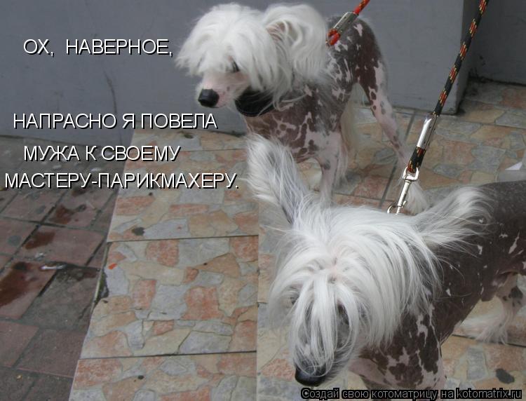 ОХ, НАВЕРНОЕ, НАПРАСНО Я ПОВЕЛА МУЖА К СВОЕМУ МАСТЕРУ-ПАРИКМАХЕРУ.... Котоматрица: ОХ, НАВЕРНОЕ, НАПРАСНО Я ПОВЕЛА МУЖА К СВОЕМУ МАСТЕРУ-ПАРИКМАХЕРУ.